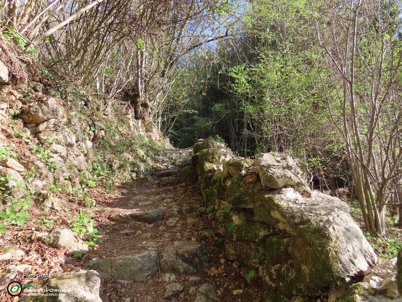 12 Dal prato fiorito il sentiero contenuto anche da muri a secco entra nel bosco .JPG